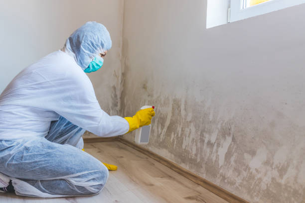 Licensed Mold Remediation service in Harrellsville, NC - WQB Mold Removal